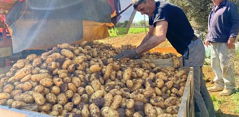 La campaña de la patata 'primerenca' de Mateu Export ha arrancado en la finca de Son Puça