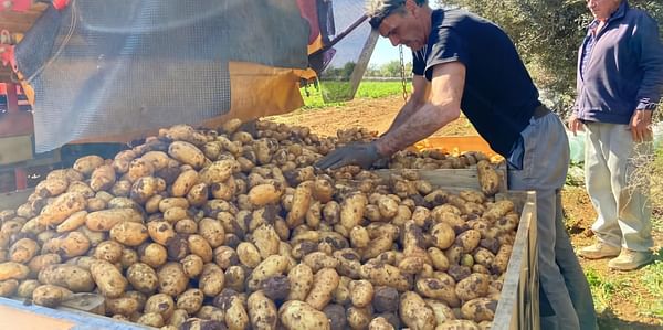La campaña de la patata 'primerenca' de Mateu Export ha arrancado en la finca de Son Puça