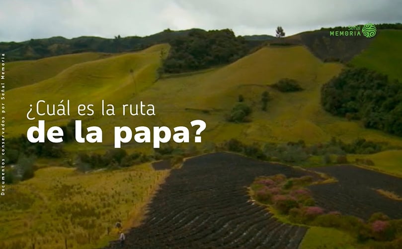La comercialización de papas en las plazas de mercado La comercialización de papas en las plazas de mercado