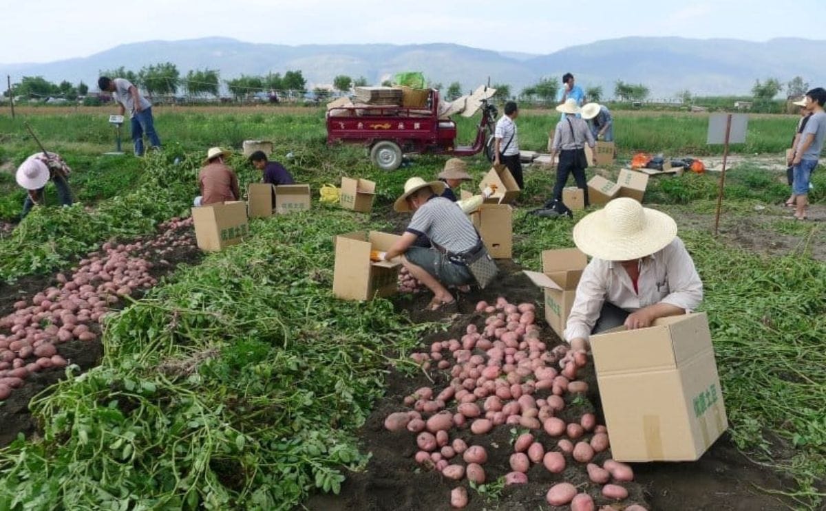 La labranza y el acolchado son clave para el cultivo de papa en China