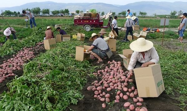 La labranza y el acolchado son clave para el cultivo de papa en China
