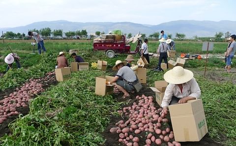 La labranza y el acolchado son clave para el cultivo de papa en China