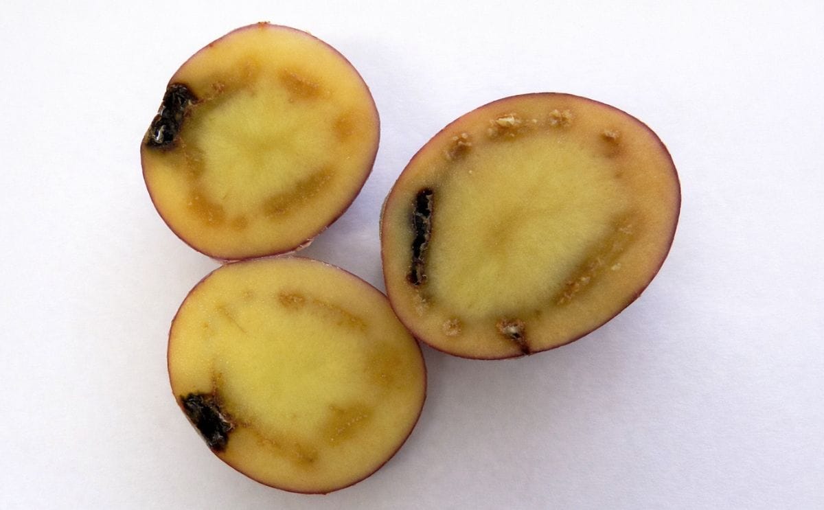 La marchitez bacteriana de la papa en Chile La marchitez bacteriana de la papa en Chile