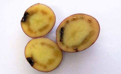 La marchitez bacteriana de la papa en Chile La marchitez bacteriana de la papa en Chile