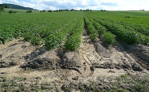La nueva papa checo-latinoamericana será más sabrosa y resistente La nueva papa checo-latinoamericana será más sabrosa y resistente