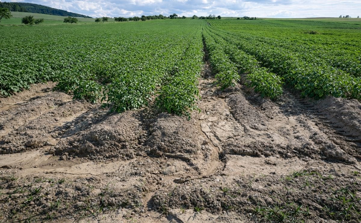 La nueva papa checo-latinoamericana será más sabrosa y resistente La nueva papa checo-latinoamericana será más sabrosa y resistente
