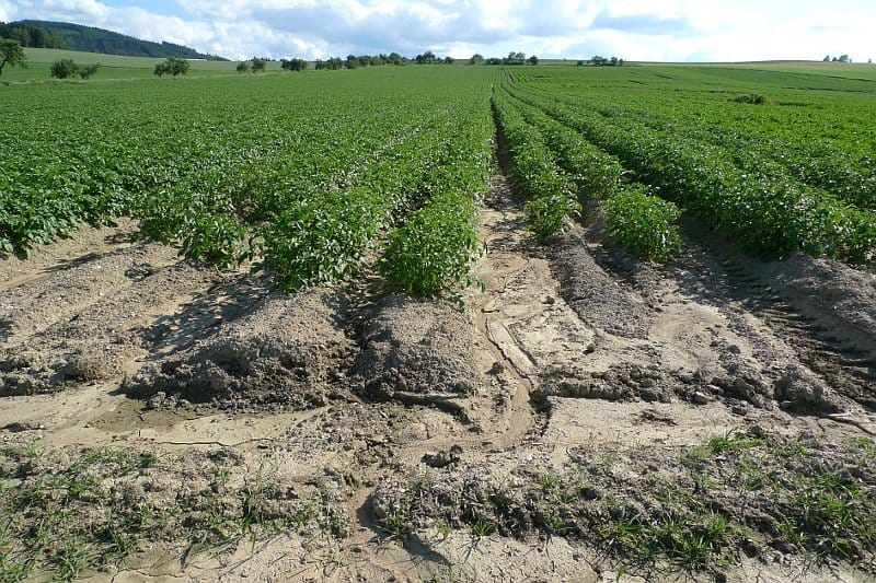 La nueva papa checo-latinoamericana será más sabrosa y resistente