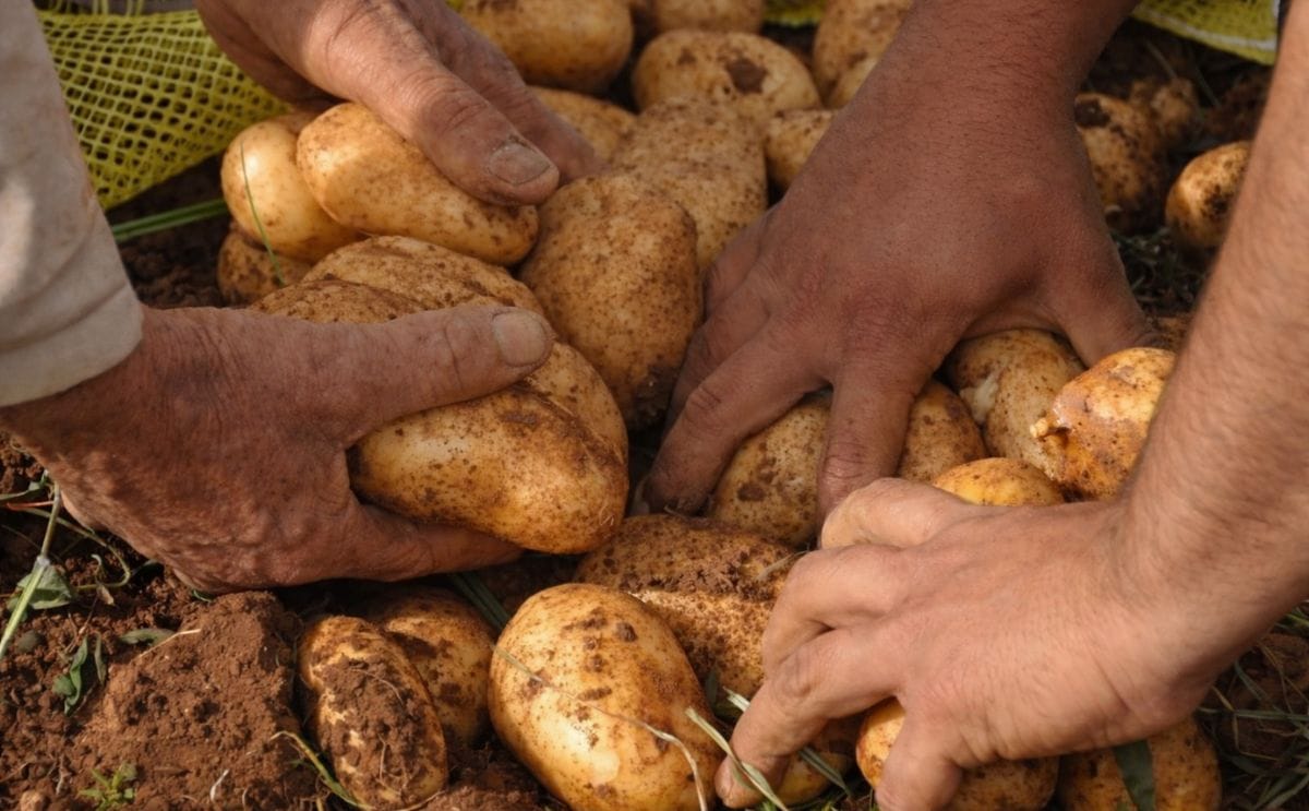 La papa americana ya viene llegando a Cuba (¿al mercado negro?)