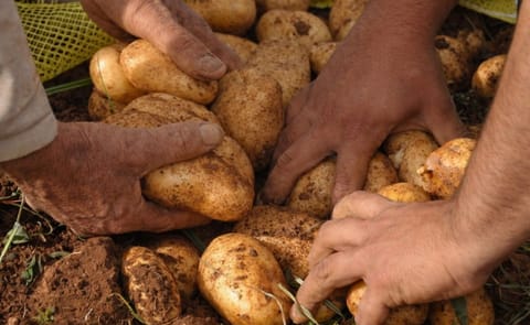 La papa americana ya viene llegando a Cuba (¿al mercado negro?) La papa americana ya viene llegando a Cuba (¿al mercado negro?)