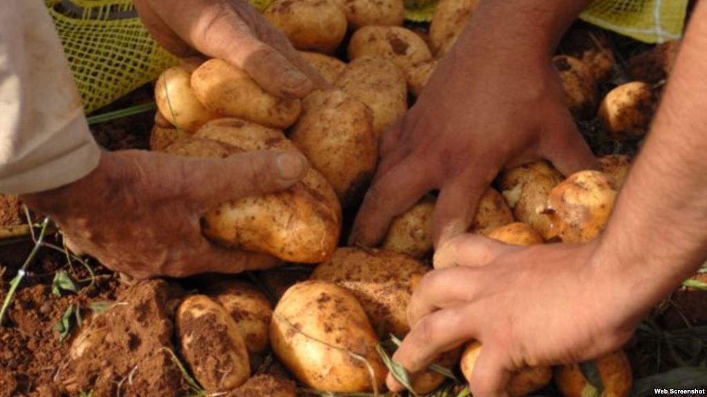 La papa americana ya viene llegando a Cuba (¿al mercado negro?)