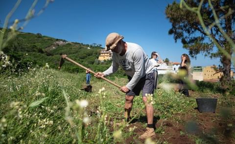 La papa antigua, en peligro de extinción La papa antigua, en peligro de extinción