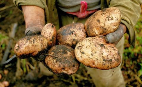 La papa, el segundo alimento de los colombianos La papa, el segundo alimento de los colombianos