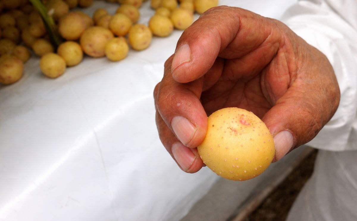 La papa holandesa entra al mercado argentino