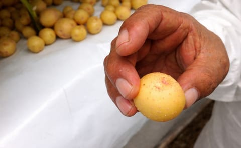 La papa holandesa entra al mercado argentino La papa holandesa entra al mercado argentino