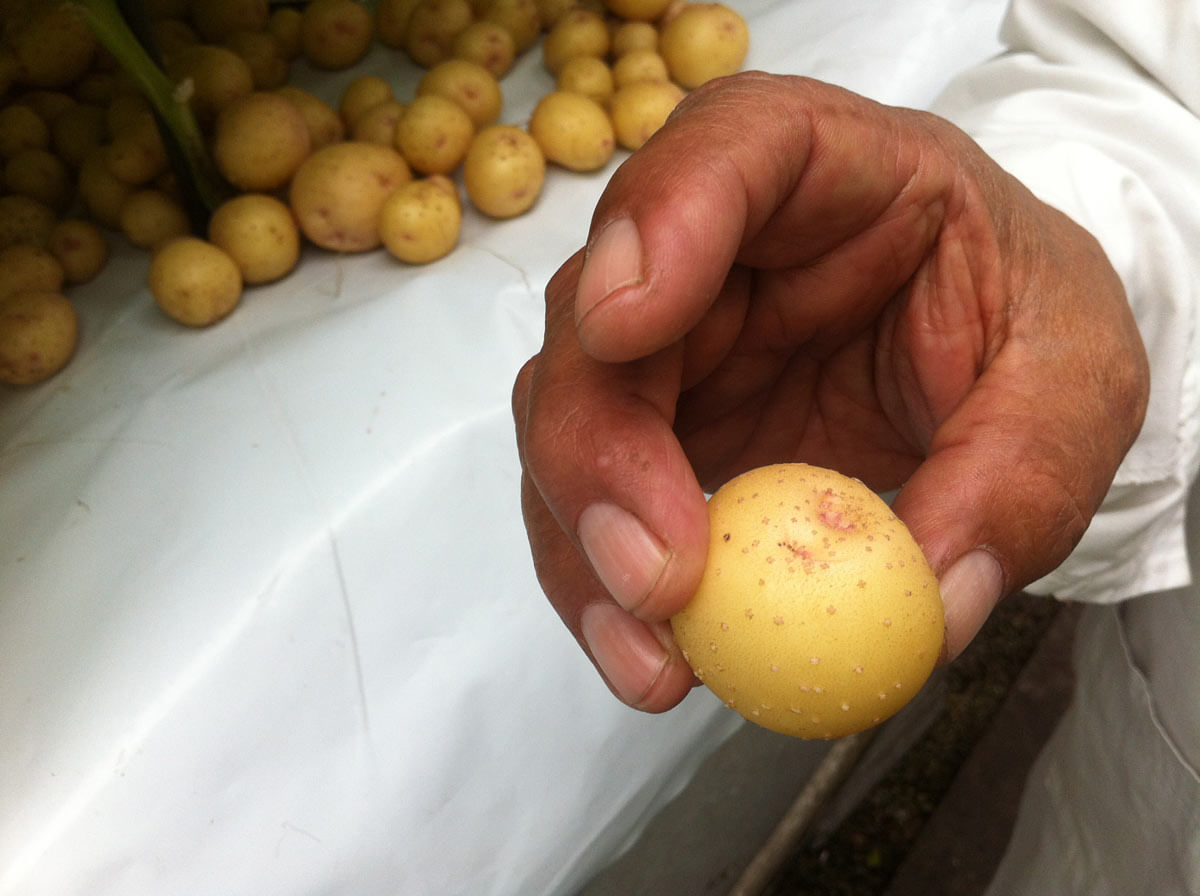 La papa holandesa entra al mercado argentino