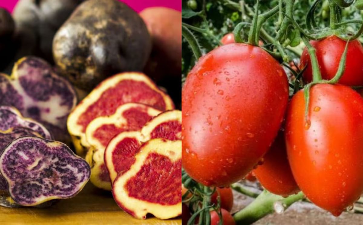 La papa moderna nació entre el cruce de un planta prehistórica y el tomate silvestre La papa moderna nació entre el cruce de un planta prehistórica y el tomate silvestre