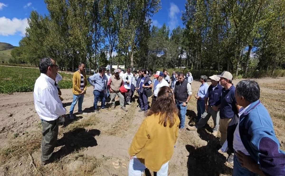 ORIGEN. La papa se cultiva en los valles desde hace miles de años, pero Tafí del Valle fue declarada oficialmente productora en 1976, a partir de que la Eeaoc comprobó la aptitud de la zona. ORIGEN. La papa se cultiva en los valles desde hace miles de años, pero Tafí del Valle fue declarada oficialmente productora en 1976, a partir de que la Eeaoc comprobó la aptitud de la zona.