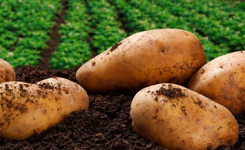 La papa transgénica está cada vez más cerca del plato La papa transgénica está cada vez más cerca del plato