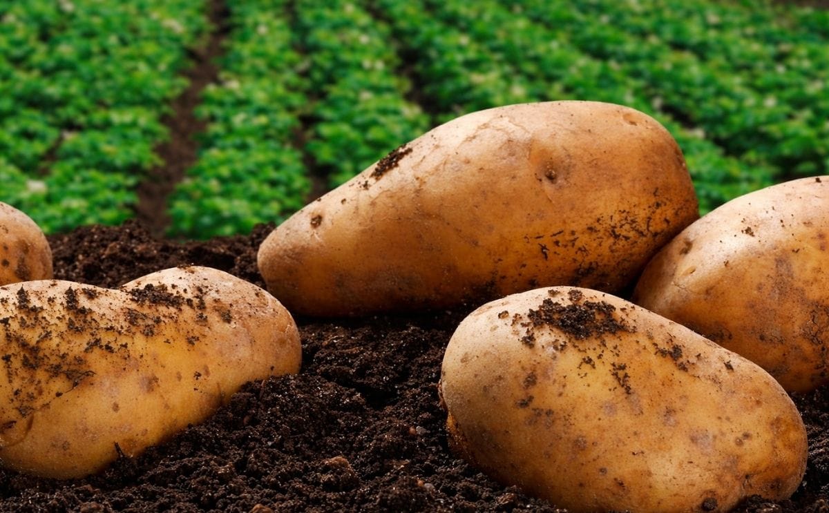 La papa transgénica está cada vez más cerca del plato