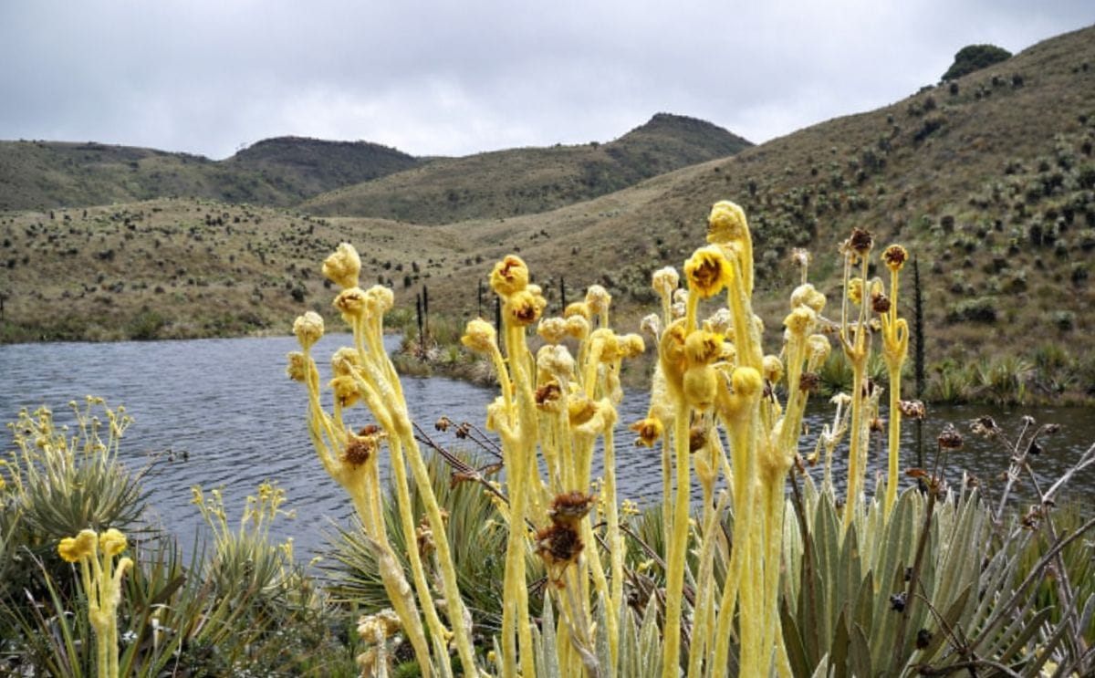 La papa y la ganadería ponen en peligro a páramo que surte de agua a Bogotá La papa y la ganadería ponen en peligro a páramo que surte de agua a Bogotá