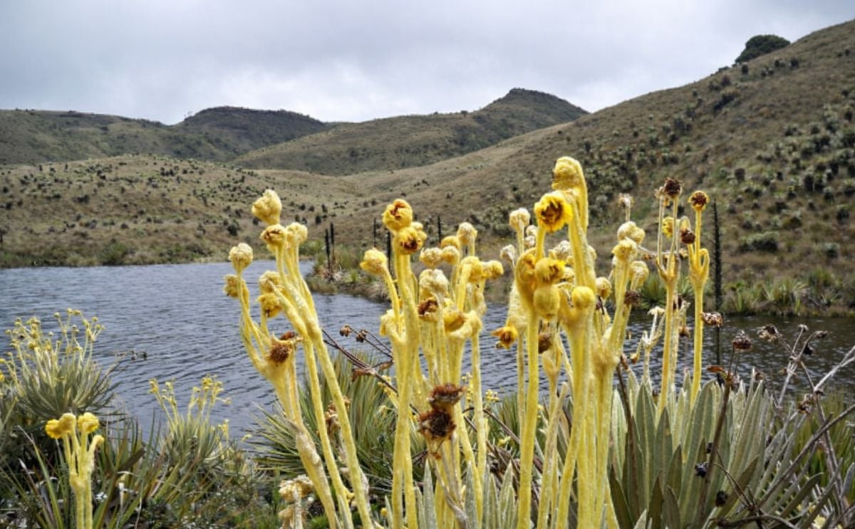 La papa y la ganadería ponen en peligro a páramo que surte de agua a Bogotá La papa y la ganadería ponen en peligro a páramo que surte de agua a Bogotá