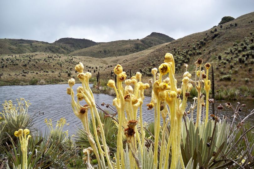 La papa y la ganadería ponen en peligro a páramo que surte de agua a Bogotá