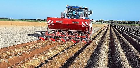 España: Queda por sembrar un 35% de superficie de patata en Castilla y León