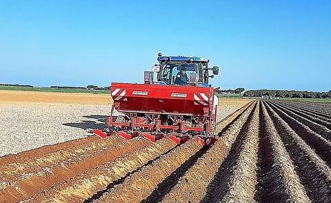 España: Queda por sembrar un 35% de superficie de patata en Castilla y León España: Queda por sembrar un 35% de superficie de patata en Castilla y León