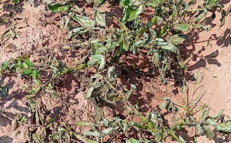 La plaga que ataca al cultivo de papa sería Tizón. La plaga que ataca al cultivo de papa sería Tizón.