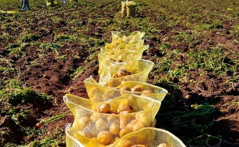 La proxima semana arranca la cosecha de papa en el norte del estado La proxima semana arranca la cosecha de papa en el norte del estado