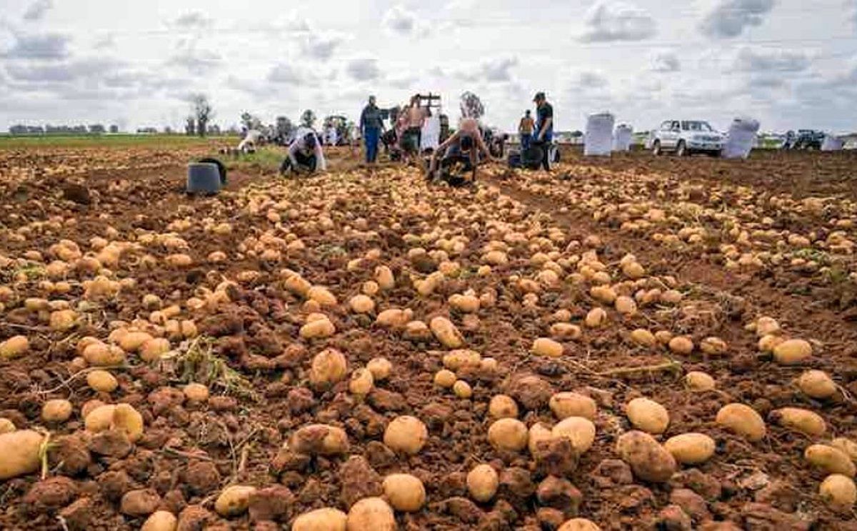 La Rinconada, el pueblo sevillano líder en producción de patata nueva. La Rinconada, el pueblo sevillano líder en producción de patata nueva.