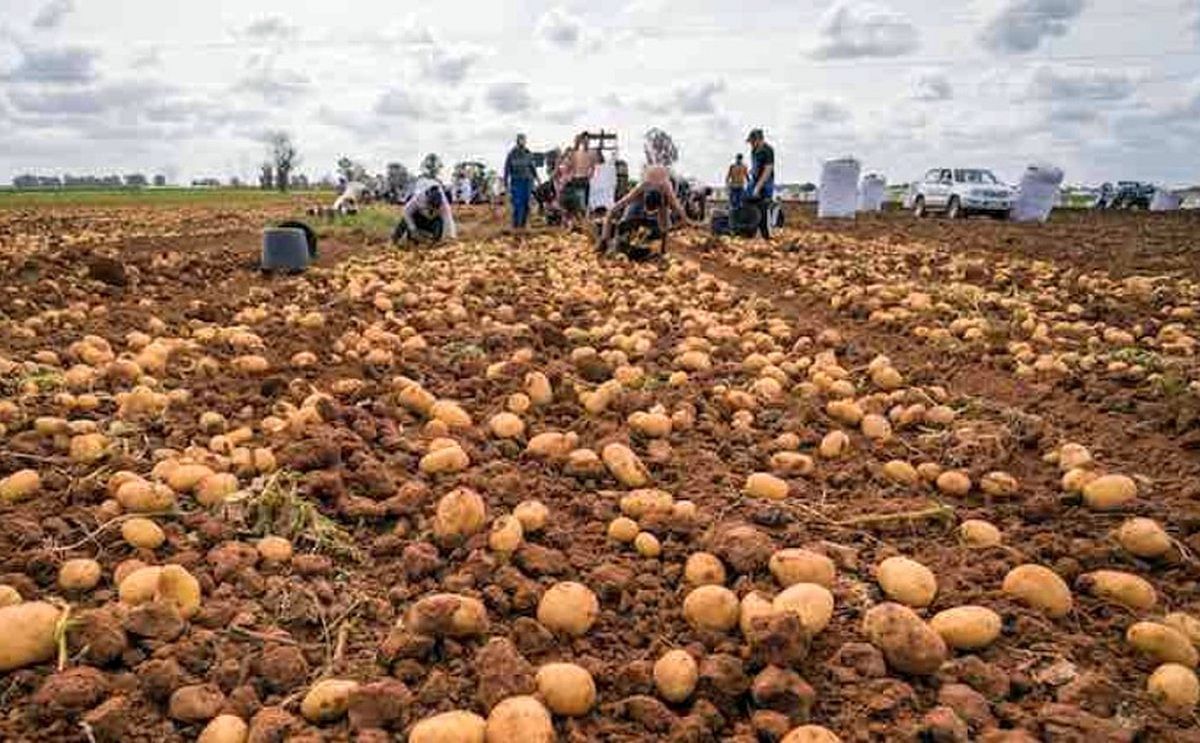 La Rinconada, el pueblo sevillano líder en producción de patata nueva.