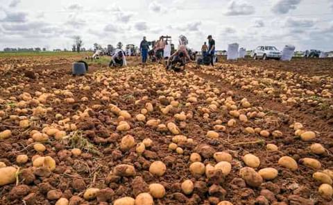 La Rinconada, el pueblo sevillano líder en producción de patata nueva. La Rinconada, el pueblo sevillano líder en producción de patata nueva.