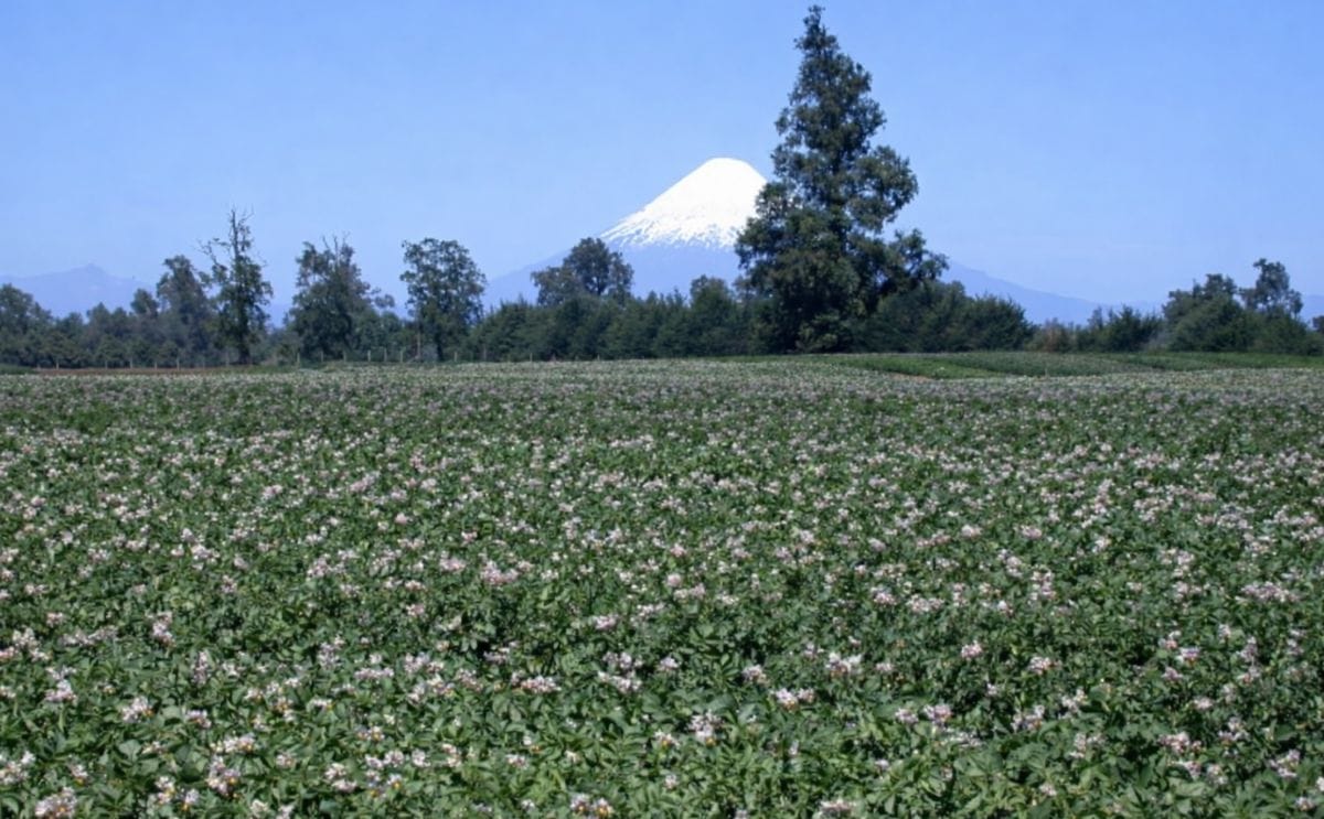 La situación actual del cultivo de papa en Chile