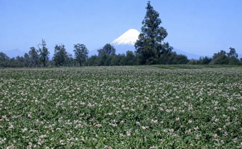 La situación actual del cultivo de papa en Chile La situación actual del cultivo de papa en Chile