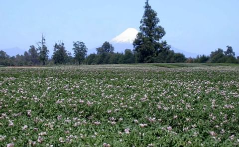 La situación actual del cultivo de papa en Chile La situación actual del cultivo de papa en Chile