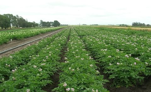 La situación de la papa en Argentina es crítica por la inflación La situación de la papa en Argentina es crítica por la inflación