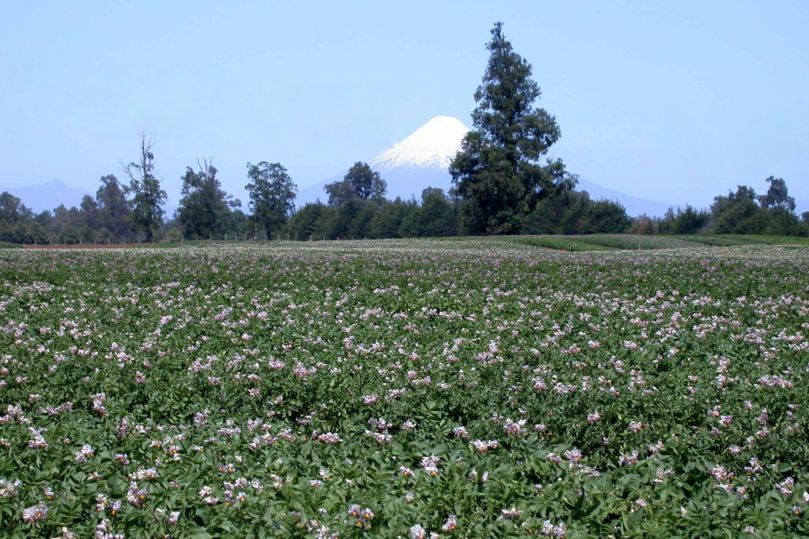 La situación actual del cultivo de papa en Chile