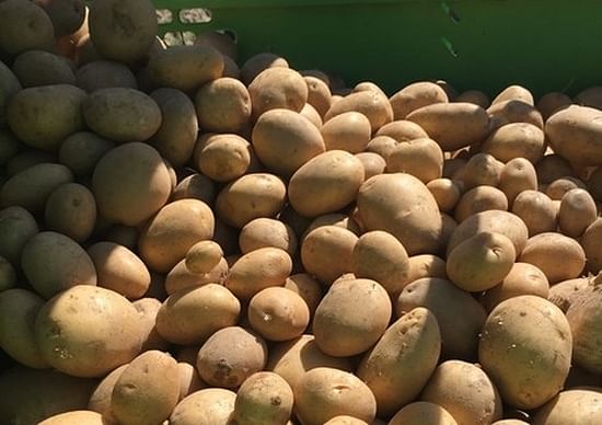 The early potato variety La Strada (Cygnet) adapts to extreme climates and tolerates drought