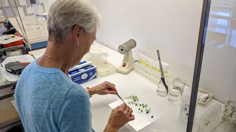 Sonier dice que el zorro rojo se propagó en el laboratorio y luego se cultivó en invernaderos para convertirlos en mini-tubérculos, y luego se llevó a la producción de campo.