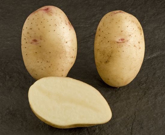Potato variety Lady Balfour (Courtesy: SASA / Crown) Potato variety Lady Balfour
