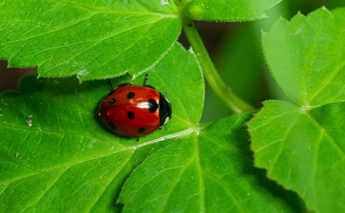 Lady Bird Beetle