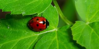 Lady Bird Beetle Lady Bird Beetle
