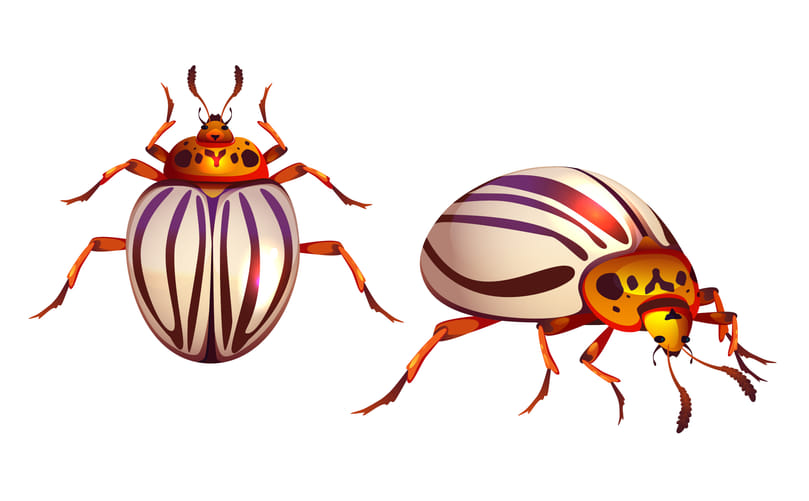 Ladybird Beetles: Natural Predators Protecting Potato Crops Ladybird Beetles: Natural Predators Protecting Potato Crops