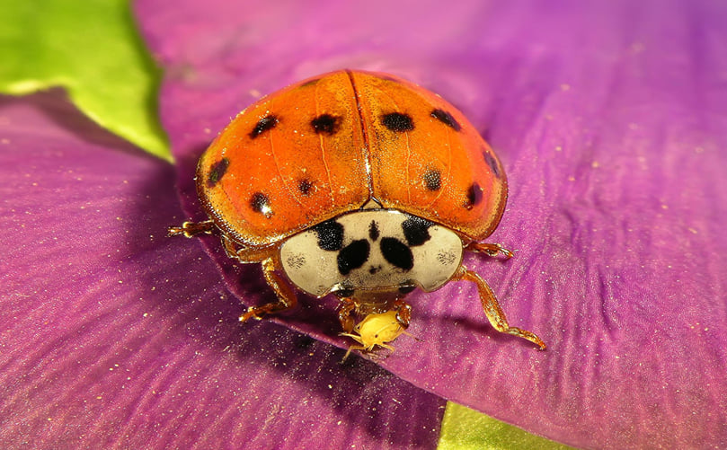 Ladybird Beetles Feeding on Aphids in Potato Fields Ladybird Beetles Feeding on Aphids in Potato Fields