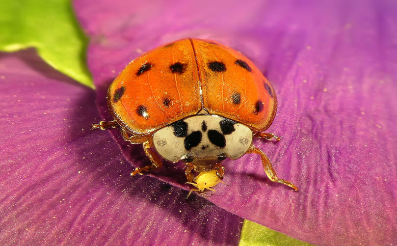 Ladybird Beetles Feeding on Aphids in Potato Fields Ladybird Beetles Feeding on Aphids in Potato Fields