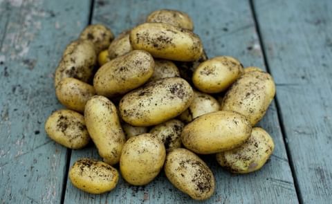 Lady Christl Lady Christl