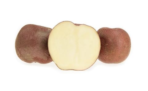 Lady Rosetta Lady Rosetta