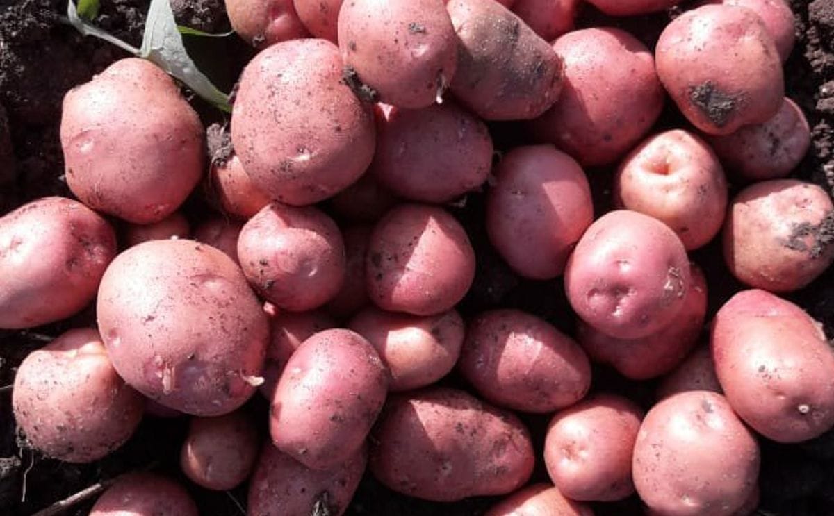 Happiyum Lady Rosetta