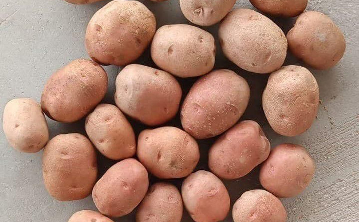M S International, Lady Rosetta&nbsp;potato variety